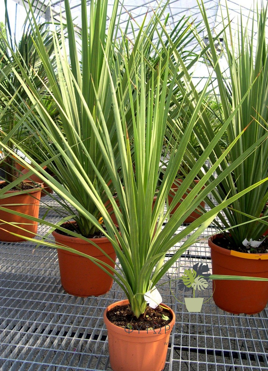 Κορδελίνη Αουστράλις​​​​​​​ (Cordyline australis) - 1